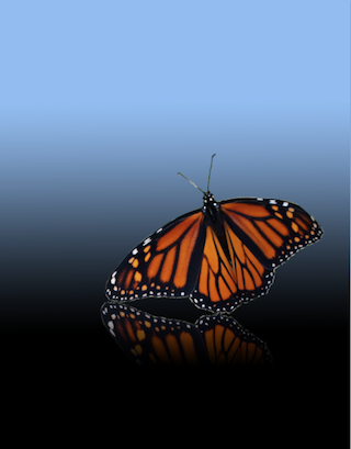 Butterfly and Reflection