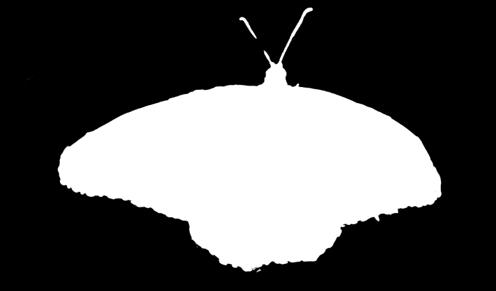 Butterfly Mask