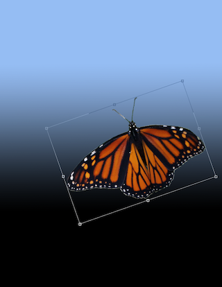 Rotate Butterfly