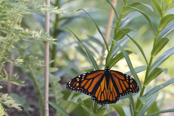Butterfly Original
